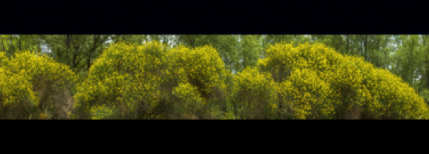 collage image title