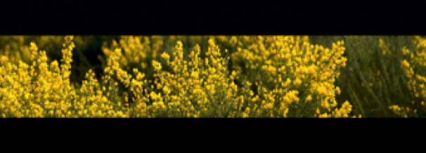 collage image title