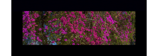 collage image title