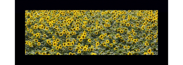 collage image title