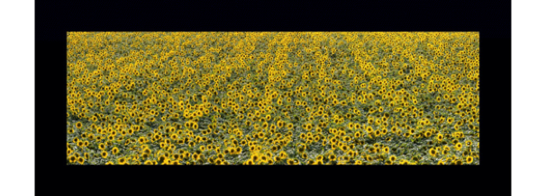 collage image title